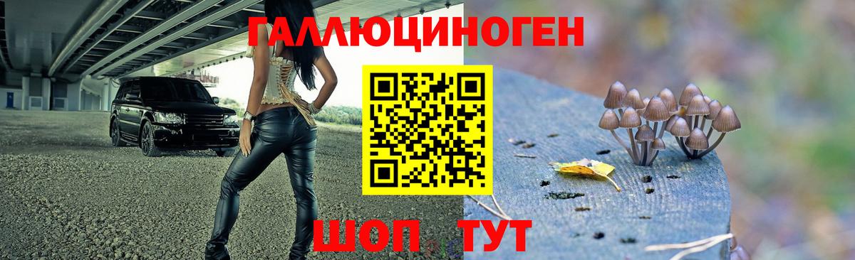 Курчатов  Галлюциногенные грибы прущие грибы  Вход с VPN  Псилоцибиновые грибы мицелий 